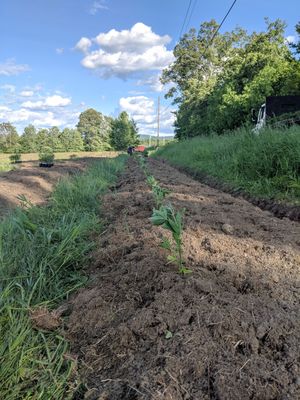 First planting June 22, 2019